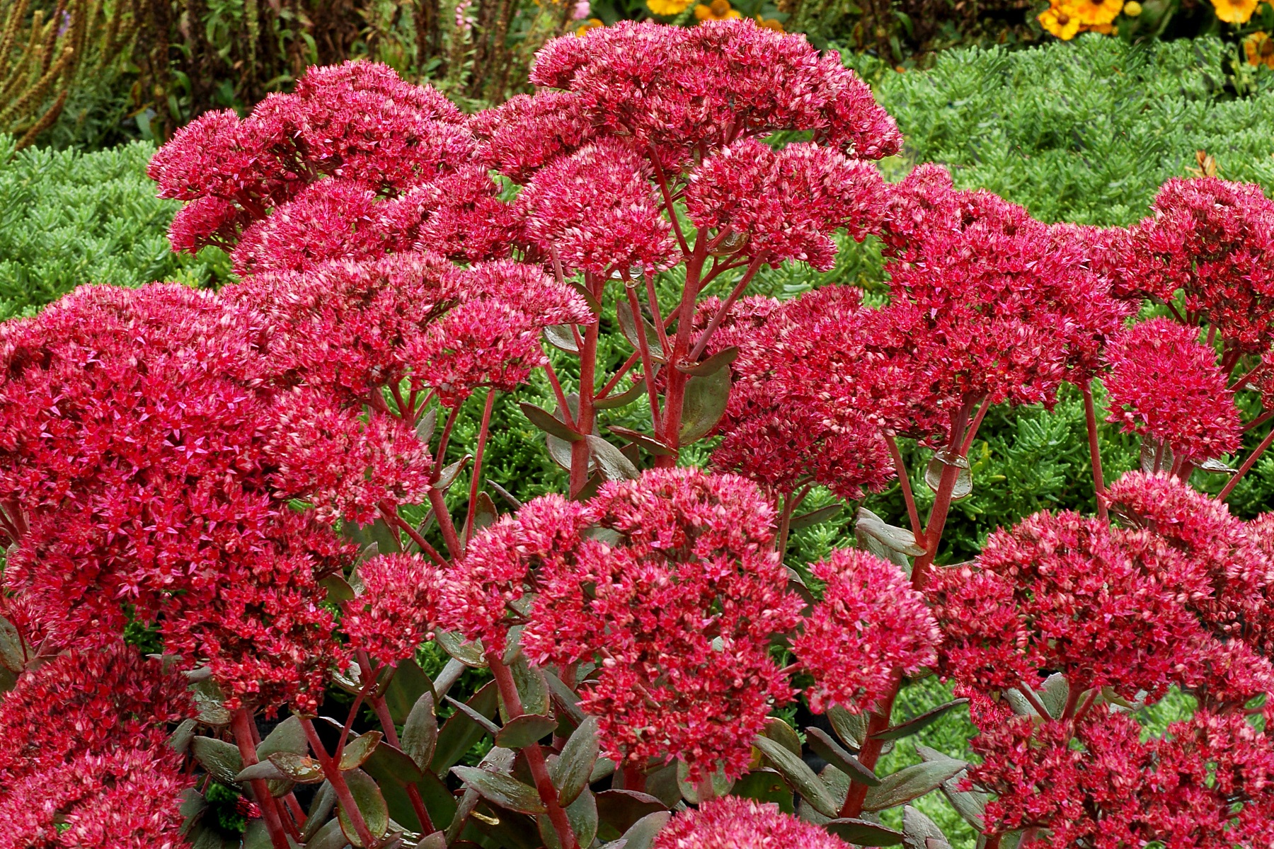 Седум Sedum telephium 