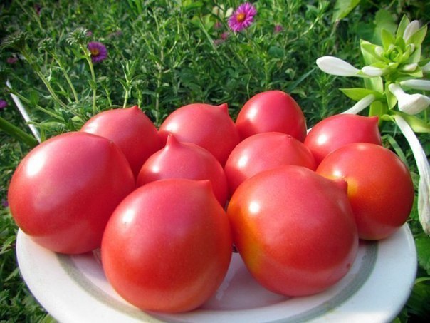 Ранние сорта томатов для открытого грунта!