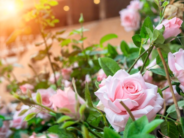 Чайная роза: фото, посадка и уход в открытом грунте - советы садовода