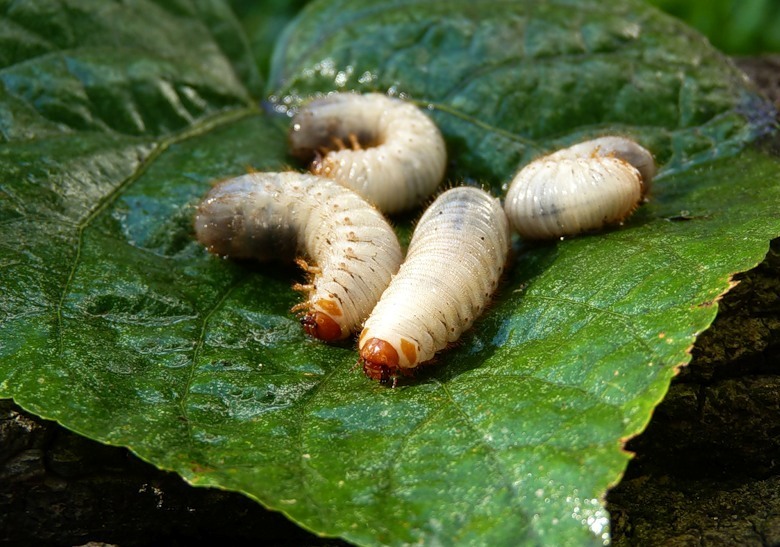 Личинки майских жуков