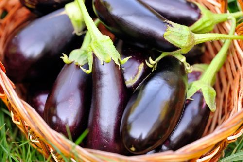 tb-food-_0003_kozlenmis-patlican-fresh-eggplant-in-basket-on-grass-pl5utv3