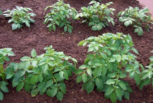 Potato-Growing