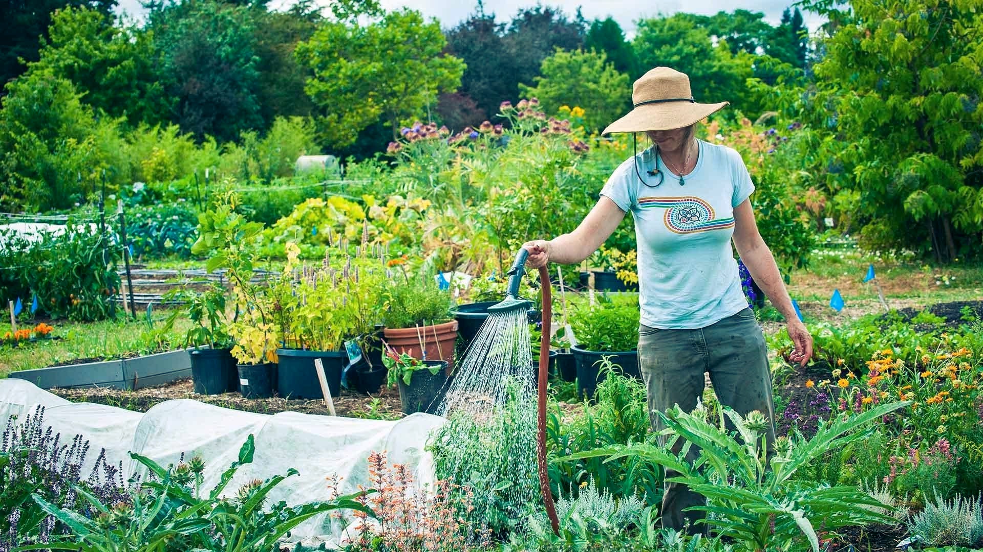 Что можно посадить в июле на огороде: календарь садовода | myDecor