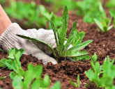 Эффективная борьба с сорняками. Что нужно знать о гербицидах