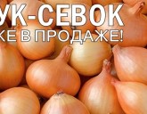 ЛУК-СЕВОК УЖЕ В ПРОДАЖЕ!