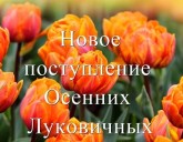 НОВОЕ ПОСТУПЛЕНИЕ ОСЕННИХ ЛУКОВИЧНЫХ