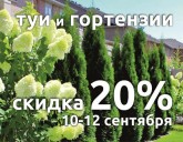 СКИДКА 20% на ВСЕ ГОРТЕНЗИИ И ТУИ!