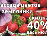 СКИДКА 40 % на РАССАДУ САДОВОЙ ЗЕМЛЯНИКИ, АМПЕЛЬНЫХ И ГИБРИДНЫХ ЦВЕТОВ!