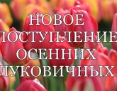 ДОЛГОЖДАННОЕ ПОСТУПЛЕНИЕ ОСЕННИХ ЛУКОВИЧНЫХ