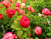 ШИКАРНЫЕ, ЭФФЕКТНЫЕ И ЭКСКЛЮЗИВНЫЕ РОЗЫ!