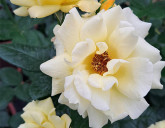 Яркие растения скрасят хмурые дни!