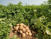 Агротехника выращивания картофеля!