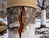 Морозобойные трещины в январе на деревьях