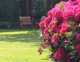 Рододендрон - изысканный декоративный кустарник, создающий неповторимый стиль сада