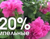 СКИДКА 20% на РАССАДУ АМПЕЛЬНЫХ и ГИБРИДНЫХ ЦВЕТОВ!