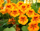 Однолетники с желтыми и оранжевыми цветками