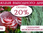 СКИДКА 20% НА ВСЕ РОЗЫ И СКАЛЬНЫЕ МОЖЖЕВЕЛЬНИКИ!