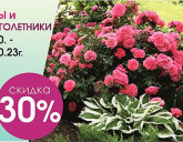 СКИДКА 30% на РОЗЫ и МНОГОЛЕТНИКИ!