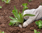 Избавляемся от сорняков с помощью ЭФФЕКТИВНЫХ ГЕРБИЦИДОВ