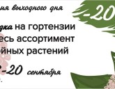 ПЯТНИЦА, СУББОТА, ВОСКРЕСЕНЬЕ! СКИДКА 20 % НА ГОРТЕНЗИИ И ВСЕ ХВОЙНЫЕ РАСТЕНИЯ!