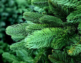 Самые продаваемые искусственные ёлки в наших магазинах!