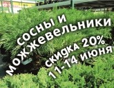 Скидка 20% на ВСЕ СОСНЫ и МОЖЖЕВЕЛЬНИКИ!