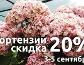 3-5 Сентября 2021г. СКИДКА 20 % НА ГОРТЕНЗИИ