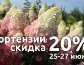 25-27 Июня 2021г. СКИДКА 20 % НА ГОРТЕНЗИИ