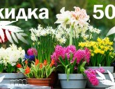 Луковичные. ВСЕМ Скидка 50%