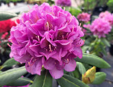 Эффектные рододендроны «пылают» своей красотой!