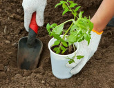 Майские работы в саду и огороде. Список дел первостепенной важности