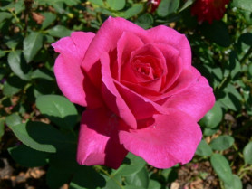 Роза чайно-гибридная Жорианда (С3,5) П.