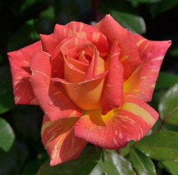Роза чайно-гибридная Карибия (С3,5) П.