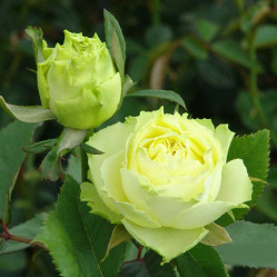 Роза чайно-гибридная Лимбо (С3,5) П.
