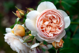 Роза английская Джульетта (C3,5) П.