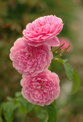 Роза английская Харлоу Карр (C3,5) П.