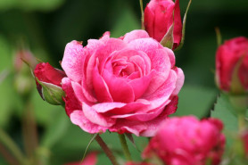 Роза канадская парковая Модэн Руби (С3,5) П.