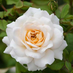 Роза англ. парк. Крокус Роуз (C6) ЦС