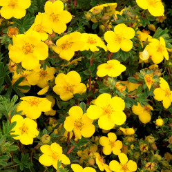 Лапчатка кустарниковая Соммерфлор (30/40, с7,5) кфх