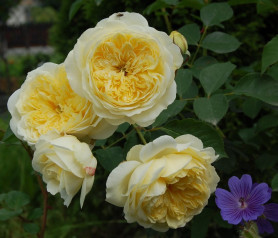 Роза английская Зе Пилгрим (c25) кфх