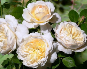Роза английская Крокус Роуз (c20) кфх