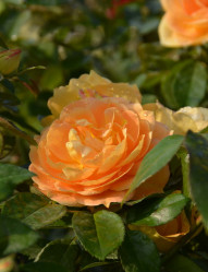 Роза штамбовая Амарелла (с10 штамб 90см) кфх