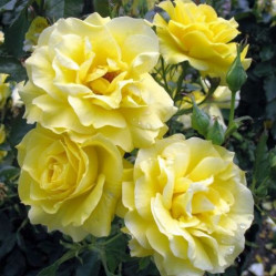Роза штамбовая Зоненширм (с10 штамб 90см) кфх