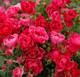 Роза флорибунда Пинк Форест Роуз, Roza (F) pink Forest Rose (с7) кфх