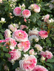 Роза чайно-гибридная Гернси (с7) кфх
