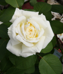 Роза чайно-гибридная Жанна Моро (с20) кфх
