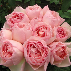 Роза чайно-гибридная Принцесс Шарлен де Монако (с20) кфх