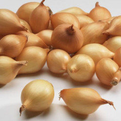 Лук-севок Олина фр. 8/21 фас. 0,5кг.