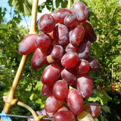 Виноград плодовый Байконур (P9) ВУ
