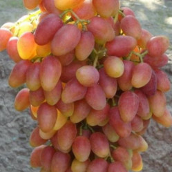 Виноград плодовый Ксения (Анжелика) (P9) ВУ